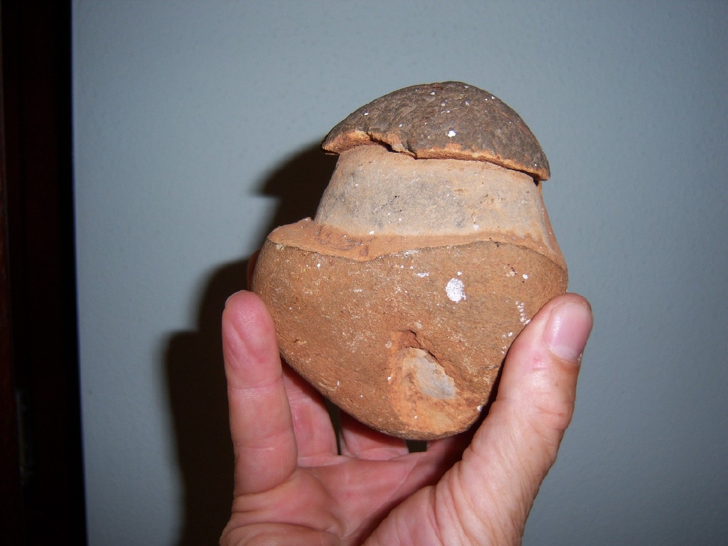 FUNGO FOSSILE